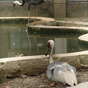 White-naped Crane (Grus vipio)