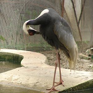 White-naped Crane (Grus vipio)