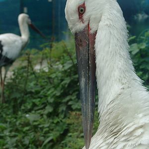Oriental Stork (Ciconia boyciana)