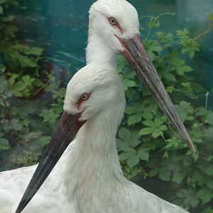 Oriental Stork (Ciconia boyciana)