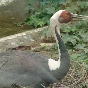 White-naped Crane (Grus vipio)