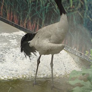 Black-necked Crane (Grus nigricollis)