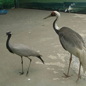White-naped Crane (Grus vipio) and Demoiselle Crane (Anthropoides virgo)