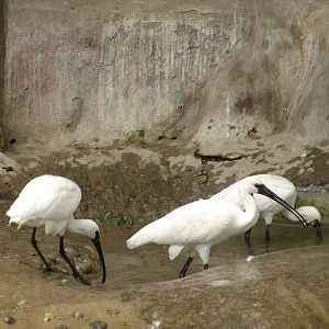 Oriental White Ibis (Threskiornis melanocephalus)???