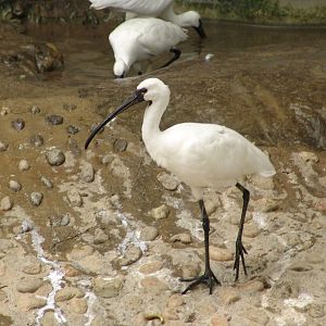 Oriental White Ibis (Threskiornis melanocephalus)???