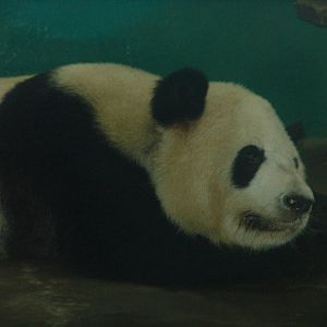 Giant Panda (Ailuropoda melanoleuca)