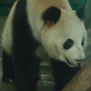 Giant Panda (Ailuropoda melanoleuca)