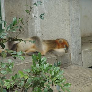 Golden Snub-Nosed Monkey (Rhinopithecus roxellana)