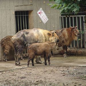 Sichuan Takin (Budorcas taxicolor tibetana)