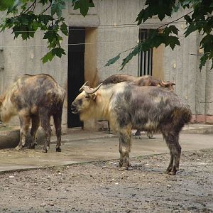 Sichuan Takin (Budorcas taxicolor tibetana)