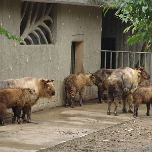 Sichuan Takin (Budorcas taxicolor tibetana)