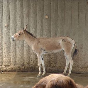 Mongolian Wild Ass (Equus hemionus hemionus)?