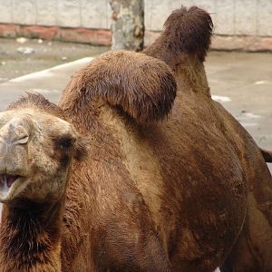 Bactrian Camel (Camelus bactrianus)