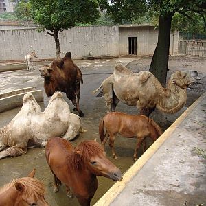A mixed enclosure for "Tibetan" domesticated animals