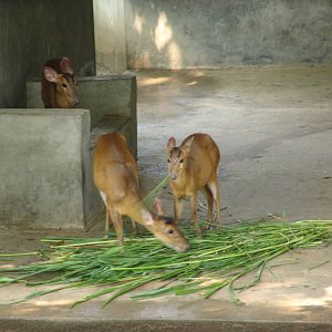 Reeves' Muntjac (Muntiacus reevesi)