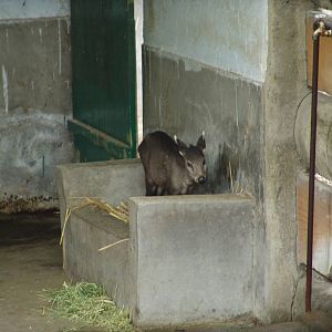 Tufted Deer (Elaphodus cephalophus)