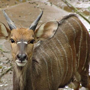 Young Nyala buck (Tragelaphus angasii)
