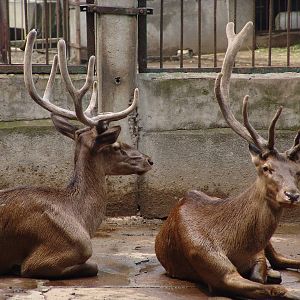 Red Deer (Cervus elaphus yarkandensis ?) from XinJiang?