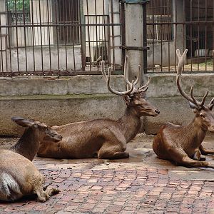 Red Deer (Cervus elaphus yarkandensis ?) from XinJiang?