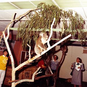 Misc exhibits in the 70's