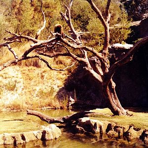 Misc exhibits in the 70's