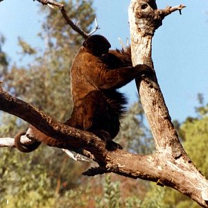 Misc exhibits in the 70's