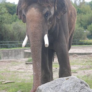 Asian Elephant at Tierpark Berlin, 30/08/11