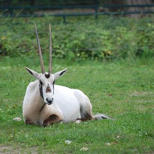 Arabian Oryx at Tierpark Berlin, 30/08/11