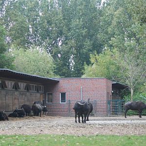 Cape Buffalo Paddock at Tierpark Berlin, 30/08/11