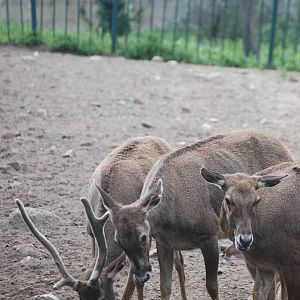 White-lipped Deer at Tierpark Berlin, 30/08/11