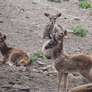 White-lipped Deer Youngsters at Tierpark Berlin, 30/08/11