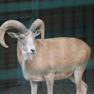 Afghan Red Sheep (Urial) at Tierpark Berlin, 30/08/11