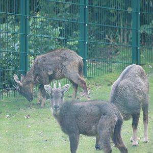 Central Chinese Gorals at Tierpark Berlin, 30/08/11