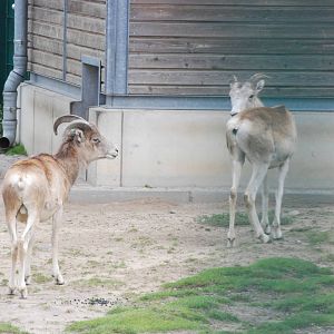 Marco Polo Sheep at Tierpark Berlin, 30/08/11