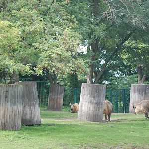 Szechuan Takin Paddock at Tierpark Berlin, 30/08/11