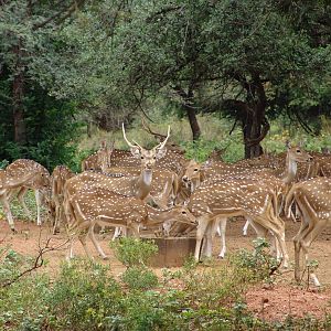 A herd of Chital (Axis axis)