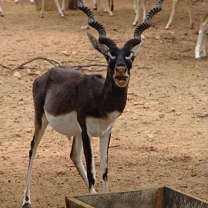 Blackbuck (Antilope cervicapra)