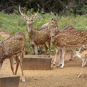 A herd of Chital (Axis axis) & a female Blackbuck (Antilope cervicapra)