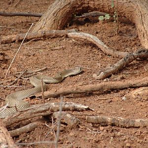 Free ranging Cobra at the zoo!