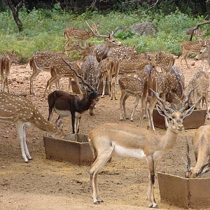 A herd of Chital (Axis axis) & Blackbuck (Antilope cervicapra)