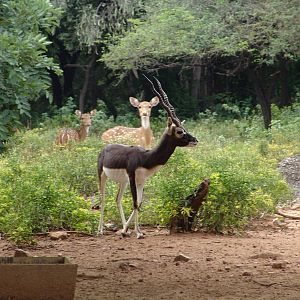 Blackbuck (Antilope cervicapra)
