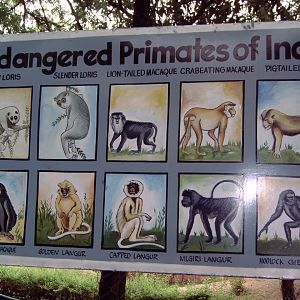 Informational signage at the zoo: 'Endagered Primates of India'