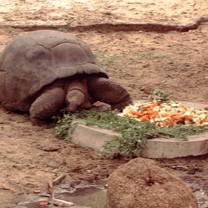 Tortoise (which species?)