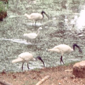 Little Egret (Egretta garzetta) & Black-headed Ibis (Threskiornis melan