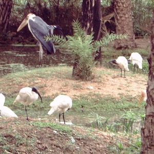 Greater Adjutant (Leptoptilos dubius) & Black-headed Ibis (Threskiornis