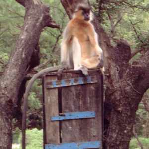 Gee's Golden Langur (Trachypithecus geei)