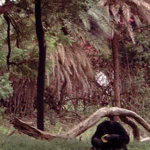 Chimpanzee (Pan troglodytes)