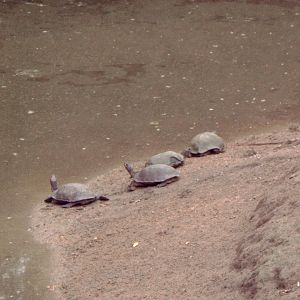Turtles (which species?)