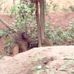 Olive Baboon (Papio anubis)