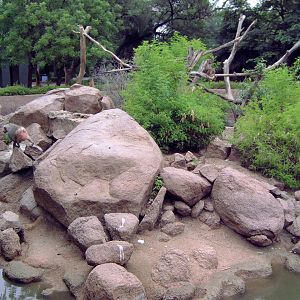 Enclosure of Hamadryas Baboons (Papio hamadryas)